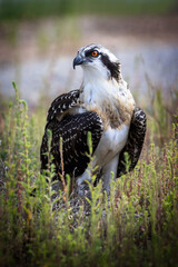 Osprey Portrait