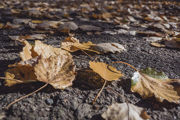 Fallen leaves on the ground in the park during autumn, close up.