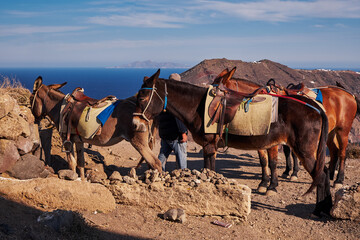 Brown Donkeys in the Hiking Trail Fira to Oia - Santorini Island, Greece