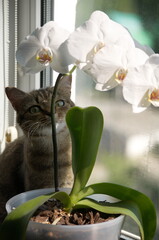 White Phalaenopsis on a windowsill in a pot and small cat.
