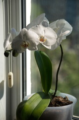 White Phalaenopsis on a windowsill in a pot.
