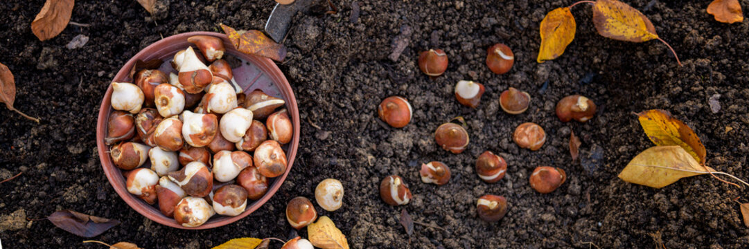 Planting tulip bulbs in a flower bed during a beautiful sunny autumn afternoon. Growing tulips. Fall gardening jobs background. Top view banner.