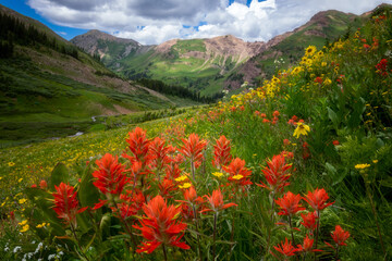Paintbrush with a View © David