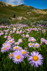 Field of Purple