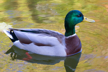 colored duck poops in the pond. nature and birds