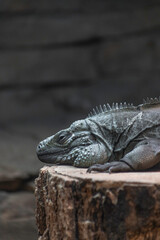 iguana on a stump in the zoo