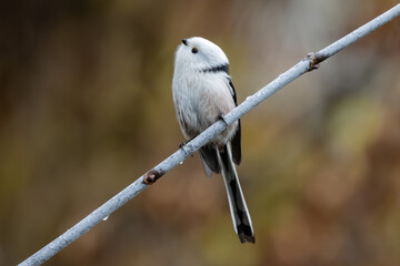 Beautiful little bird, long-tailed tit