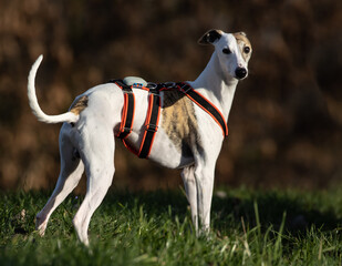 Beautiful white whippet dog. While standing, she looks at the camera.