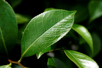 close up of  glossy green leaves