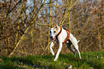 Beautiful white whippet dog.