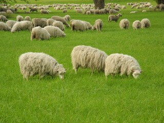 Schafherde auf der Wiese