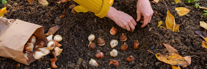 Woman planting tulip bulbs in a flower bed during a beautiful sunny autumn afternoon. Growing tulips. Fall gardening jobs banner.