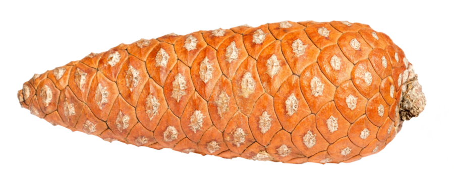Pine cone