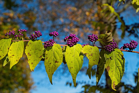 Callicarpa Americana berries on a branch. It is a genus of shrubs and small trees in the family Lamiaceae. The seeds and berries are important foods for many species of birds.