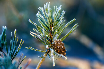 Frosty pine twig with brown pine cone in the forest in winter.