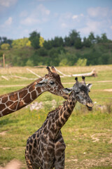giraffe in zoo