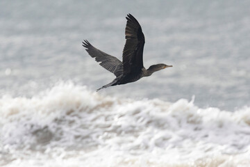 Neotropic Cormorant or Olivaceous Cormorant (Nannopterum brasilianum) flying over the waves