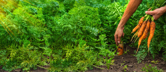 Male farmer harvesting carrots in the garden. Selective focus. © yanadjan
