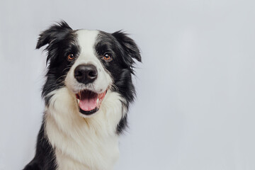 Cute puppy dog border collie with funny face isolated on white background with copy space. Pet dog...