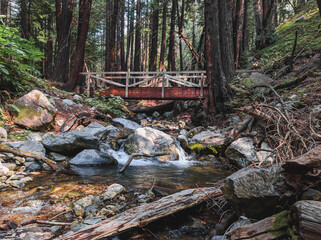 river in the forest