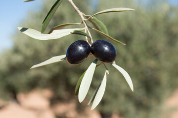 Aceitunas de la variedad picual en la Comunidad de Madrid
