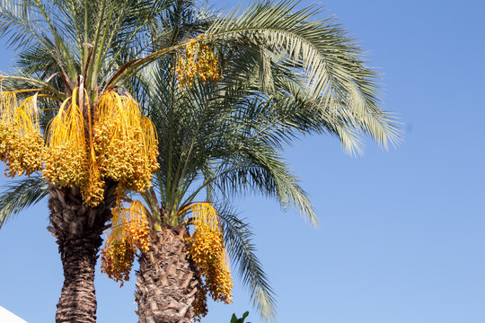 Date palm on the background of blue sky. Date palm tree on a blue sky background on a sunny day