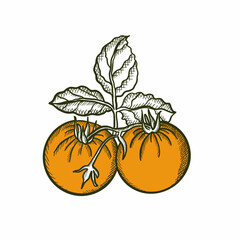 tomatoes,vegetables,botany,vegans, leaves, agriculture, shop supplies, food, food, ingredients, health, proper nutrition tomatoes,vegetables,botany,vegans, leaves, agriculture, shop supplies, food, fo