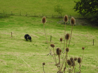 Trockene Stachelblumen auf dem Bauernhof