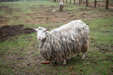 Fototapeta premium A dirty British dairy sheep stands in a pasture
