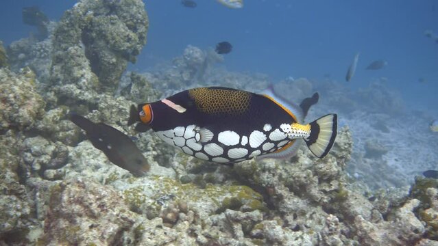 Clown triggerfish. Tropical fish in the sea.