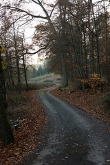 Obraz premium path in the woods