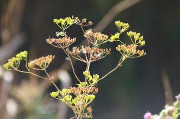 Closeup of green and brown parsnip seeds with selective focus on foreground
