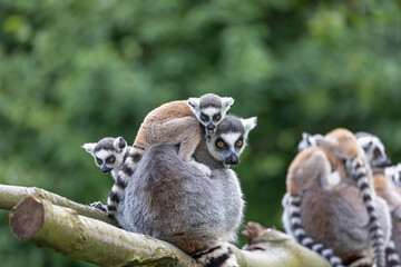 Family of the ring-tailed lemur outdoors. © frank11