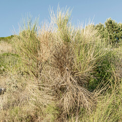 Abstract floral background with Mediterranean Green Desert Plant in Croatia illustrating drought and climate change. 