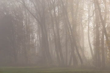 Obraz premium Morning in autumn forest. Foggy atmosphere.