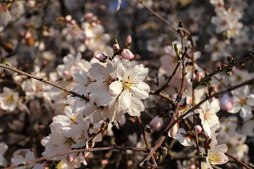Almond blossoms in a city park in northern Israel.