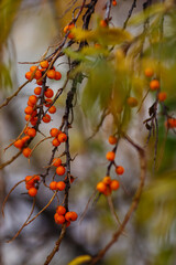 Sea buckthorn fruits on a branch in autumn