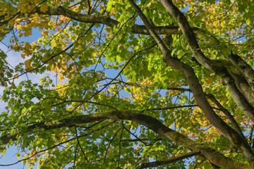 Autumn sunny day background featuring details of trees in park in Brussels, Belgium.