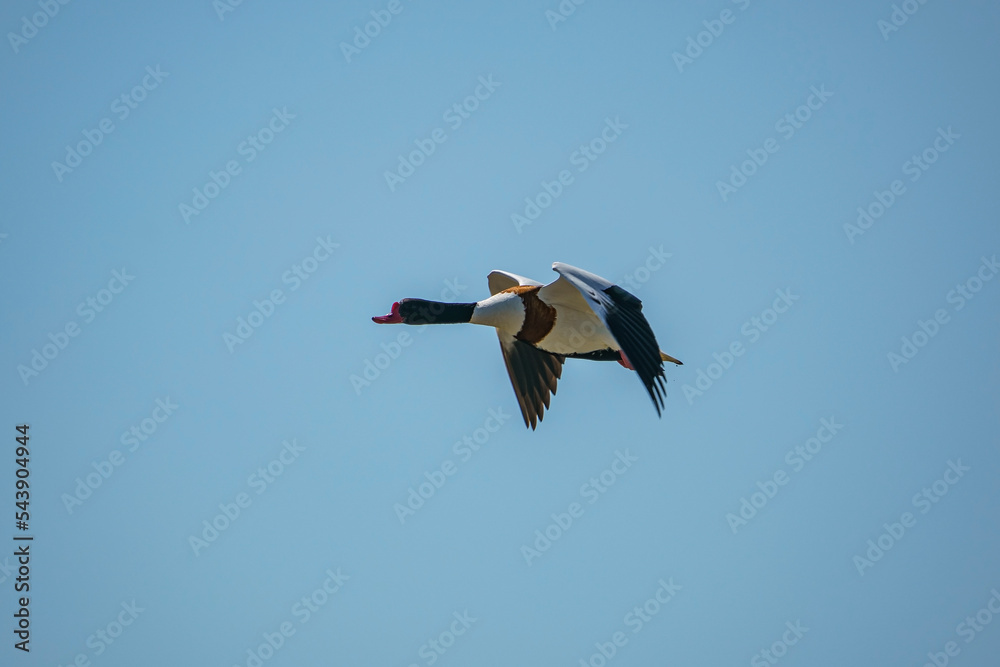 Poster shelduck (tadorna tadorna) flying against a blue sky background