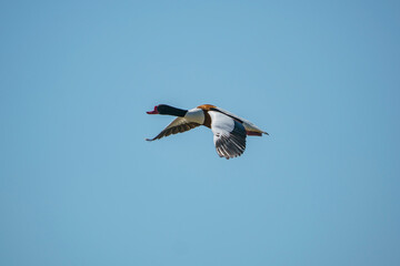 Shelduck (Tadorna tadorna) flying against a blue sky background