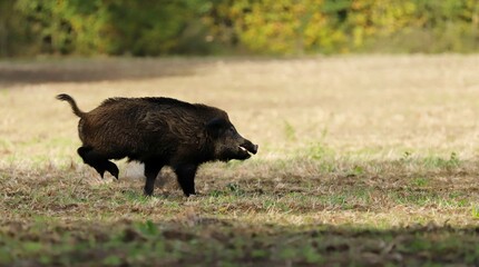 La chasse du sanglier qui est touché. 