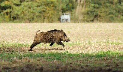 La chasse du sanglier.