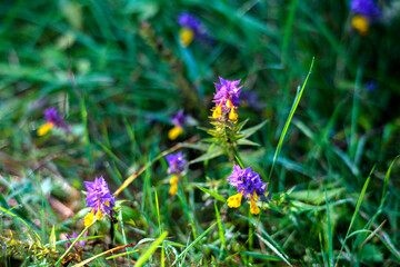 purple and yellow flowers