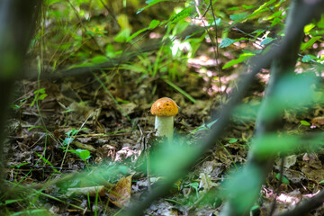 Mushroom in the forest