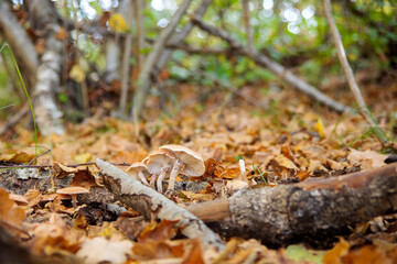 autumn leaves in the forest