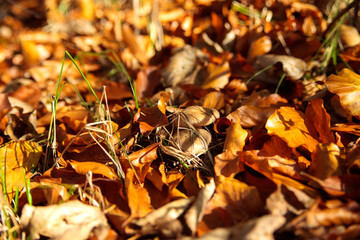 Mushrooms among yellow leaves