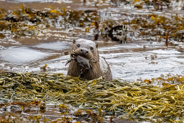 An otter (lutra lutra) emerging from the sea on the Isle of Mull with a freshly caught crab