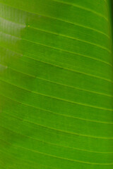 grüne Blatt textur 