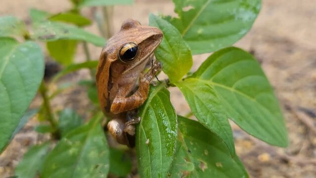 a tree frog playing on a concrete wall after rain (Polypedates leucomystax), Polypedates pseudotilophus.Indonesian tree frog