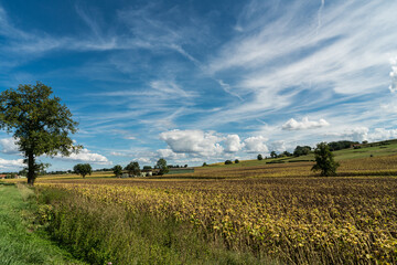 Fields of mature sunflowers. French countryside, Auvergne